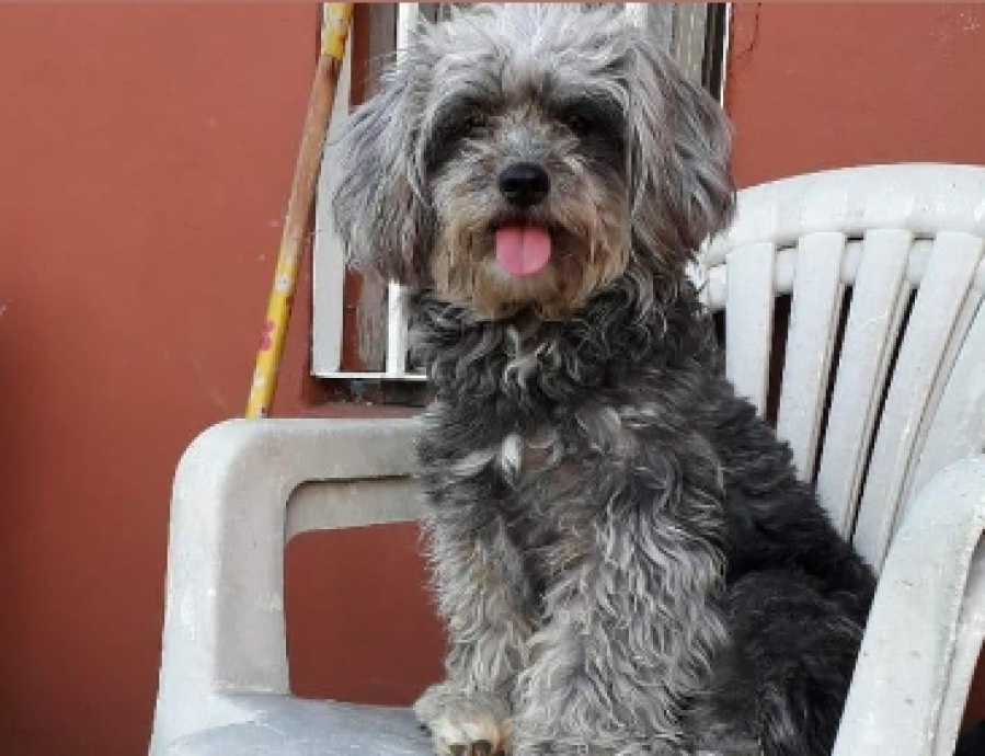 ”Me cuesta respirar”: Ofrece $6.000 de recompensa para quien encuentre a su perra en La Plata
