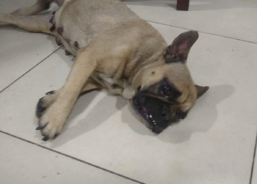 Encerró a su perro en un departamento de Constitución sin alimento ni agua: la imputaron por maltrato animal