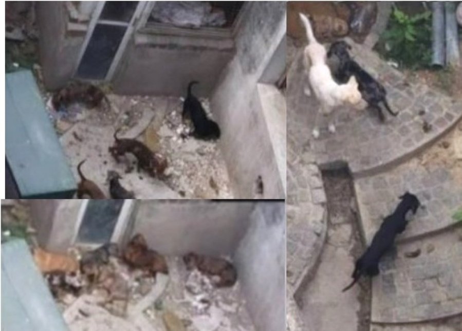 Maltrato animal en 11 entre 61 y 62: ”Son 16 perros que están en pésimas condiciones”, denuncian los vecinos