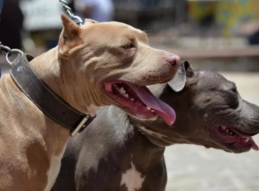 Brutal ataque de un pitbull a un niño de 10 años en Villa Elvira: se salvó gracias a los vecinos que intervinieron