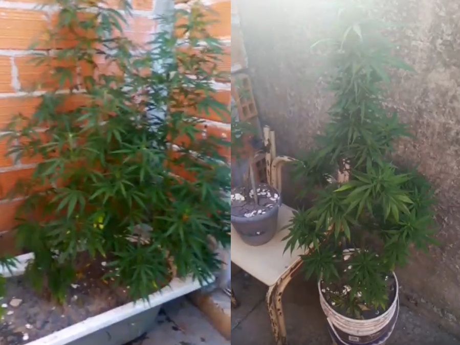 Los allanaron en Tolosa por el robo de una moto y les encontraron una plantación de marihuana