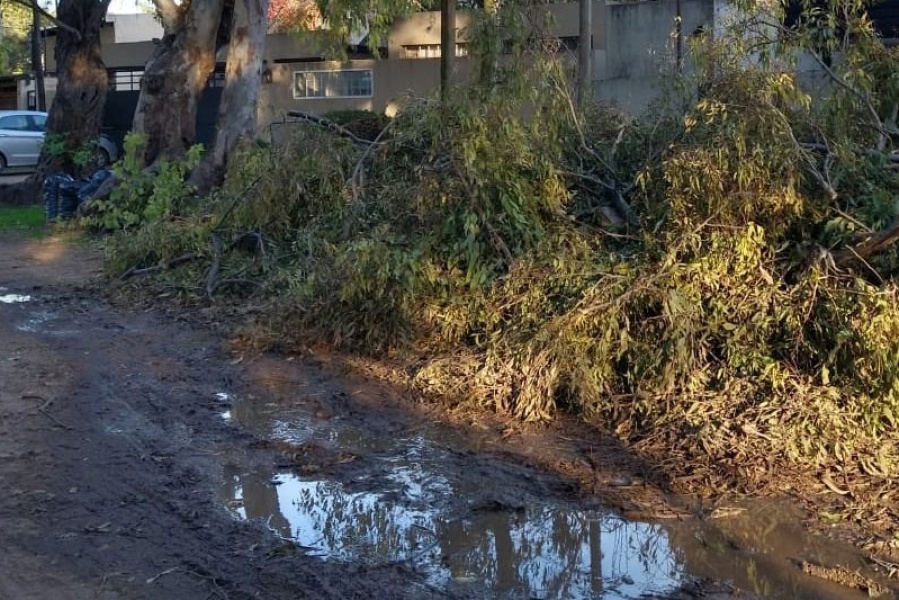 Vecinos de City Bell reclaman que podan pero no se llevan las ramas