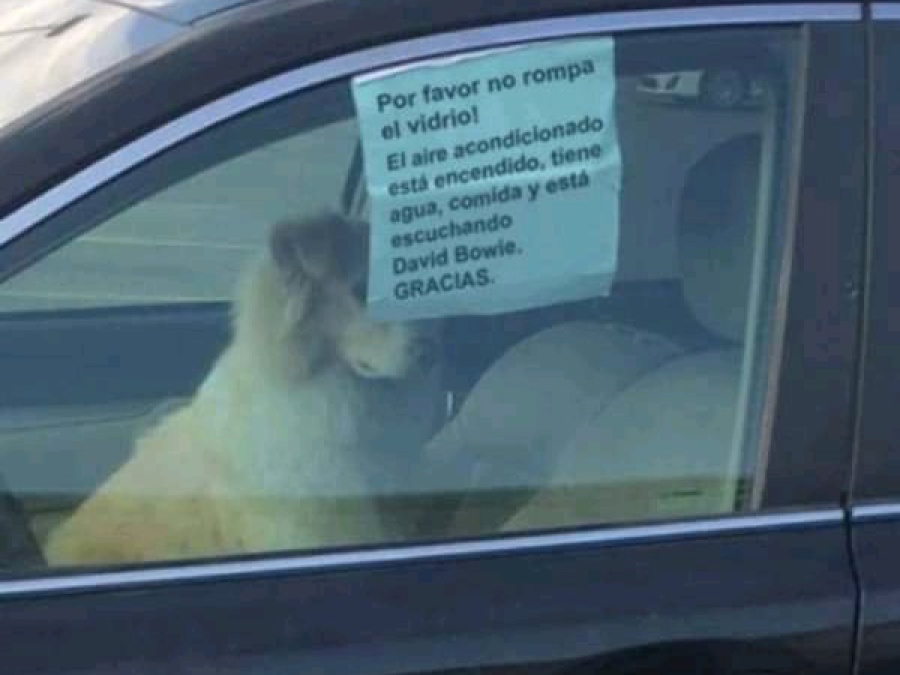 Dejó a su perro encerrado en el auto con un peculiar cartel y se hizo viral: ”Por favor, no rompa el vidrio”