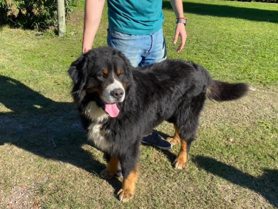 Le robaron su perro a una familia platense, están desesperados y ofrecen 20 mil pesos de recompensa