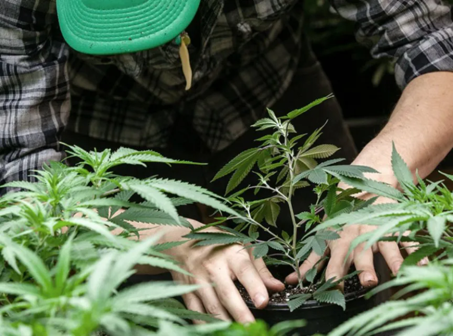 Conocé quiénes pueden acceder al cannabis medicinal y qué hay que hacer para autocultivar