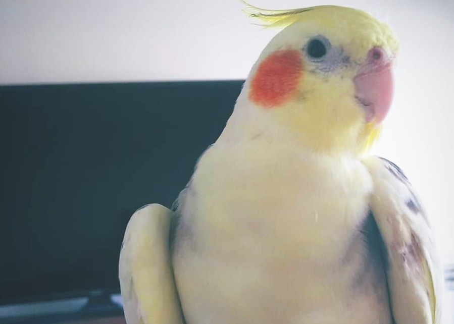 A una pareja platense se les escapó “Draco” y la buscan desesperadamente