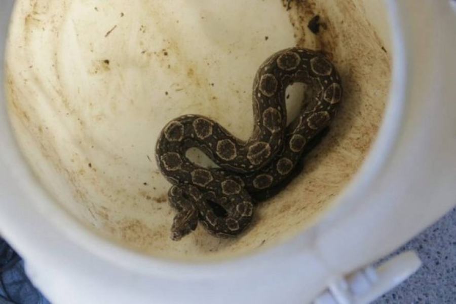 Córdoba: iba manejando y se le apareció una boa gigante entre los pies