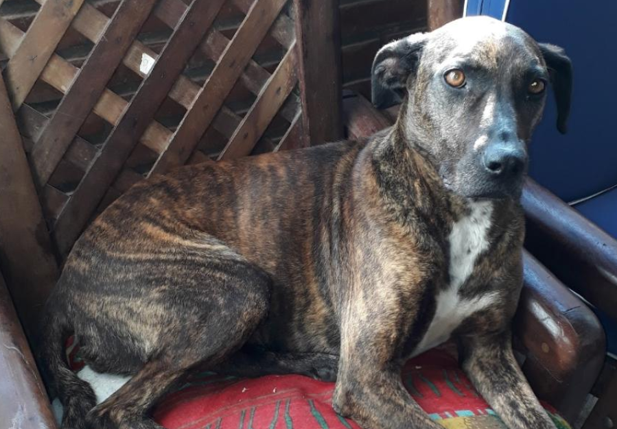 Les robaron a su perra en La Plata y buscan ayuda para recuperarla: “Los nenes lloran todas las noches esperándola”