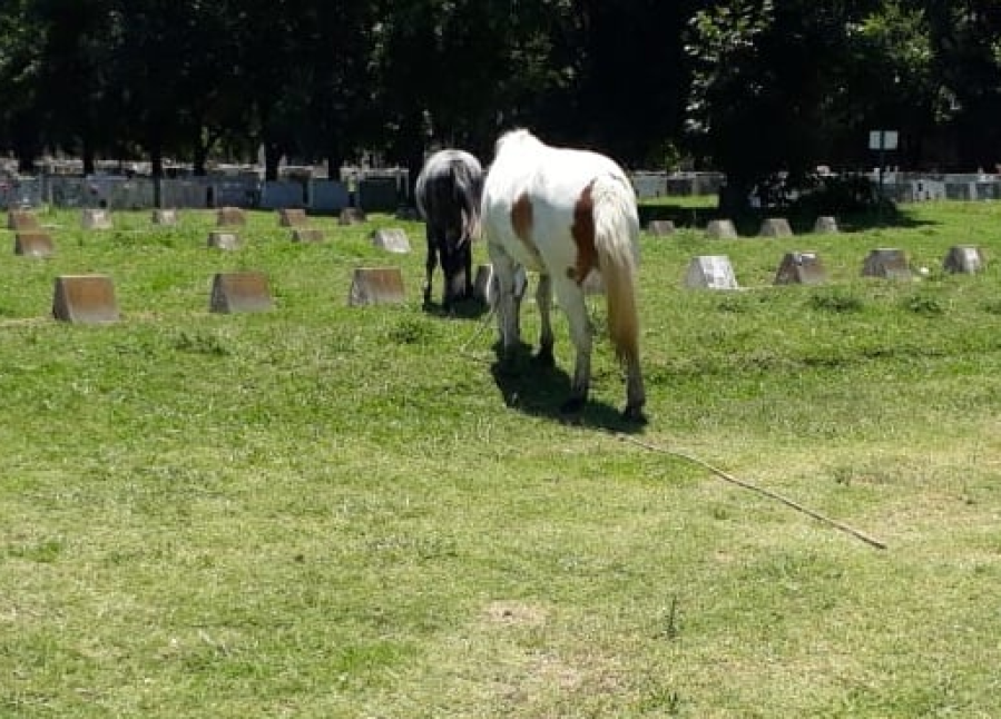 Fueron a visitar a sus familiares al cementerio de Berisso y se encontraron con caballos pastando encima de las tumbas