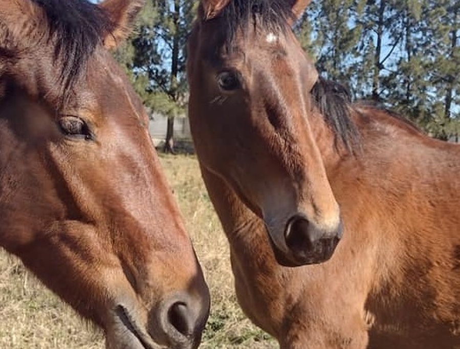 “Eran los únicos recuerdos que me quedaban de mi papá”: le robaron los caballos en Abasto y ofrece recompensa