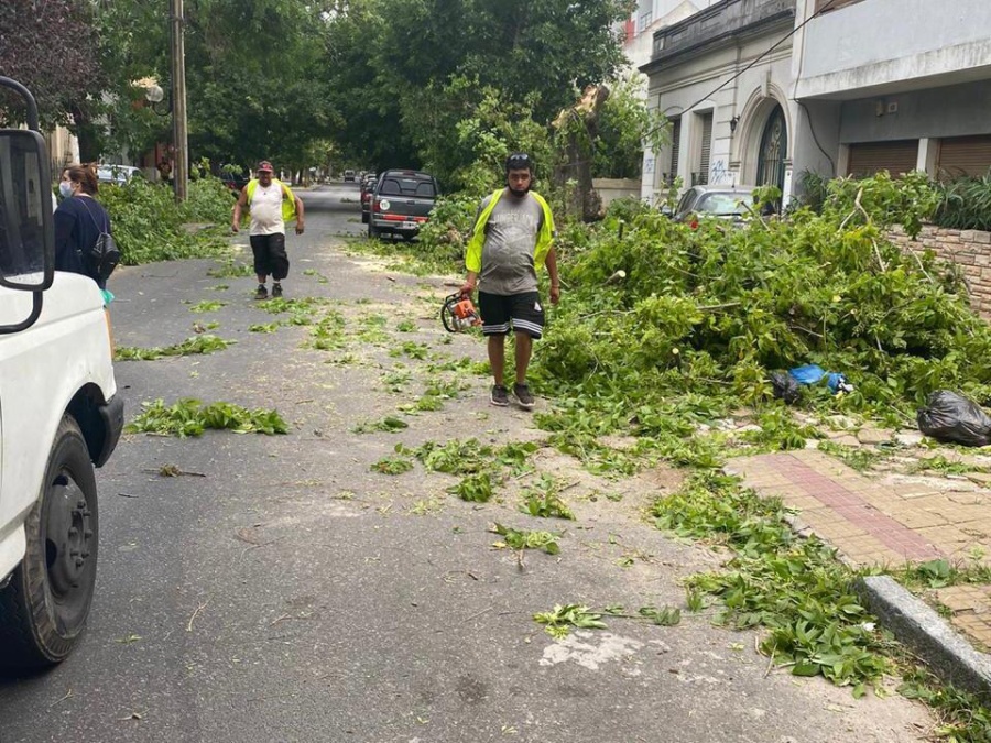 Cesó el alerta por ráfagas de viento en La Plata que tumbó 200 árboles