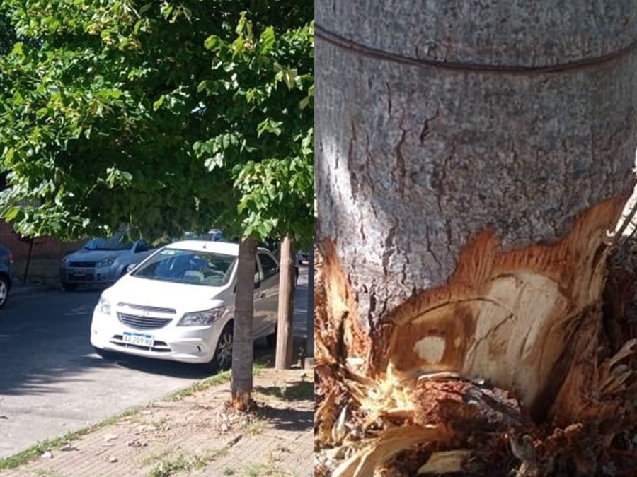 Alertan por un ”asesino serial de tilos” en La Plata