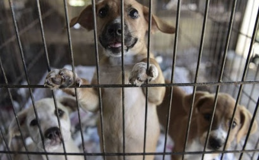 Un refugio de animales vende rifas para costear gastos y seguir ayudando en La Plata