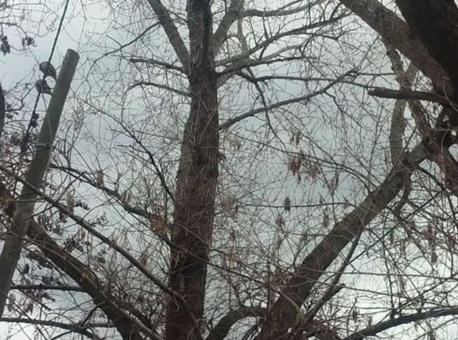 En Villa Elvira elaboran un mapa de todos los árboles que ponen en riesgo a las personas y las casas