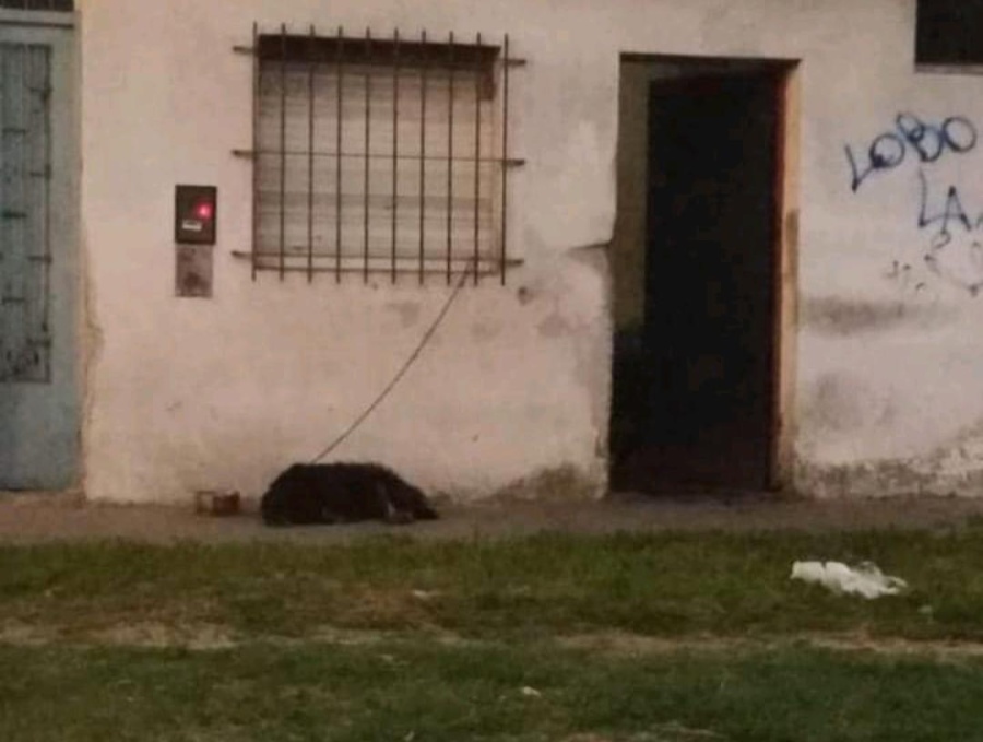 Vecinos de Los Hornos denunciaron a un hombre que dopaba y abusaba de su perra