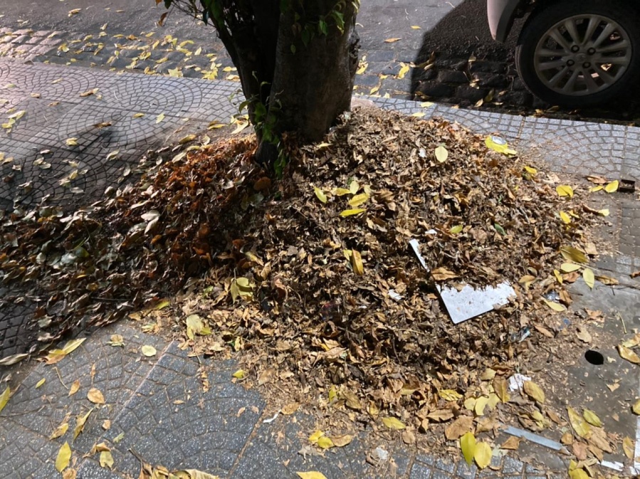 ¿Qué pasa con las hojas en La Plata? Amontonamiento en varias zonas y quejas constantes de los vecinos