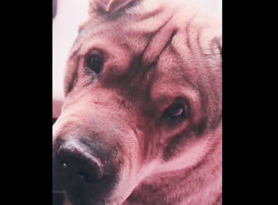 Acusan a un médico del hospital San Martín por haber asesinado a un perro a sangre fría