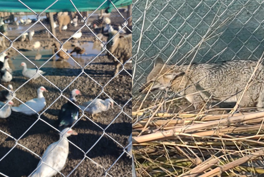 Hallaron un zoológico en la quinta del ”Dumbo”, el narco de Lugano